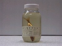 藏品(細鰺)的圖片